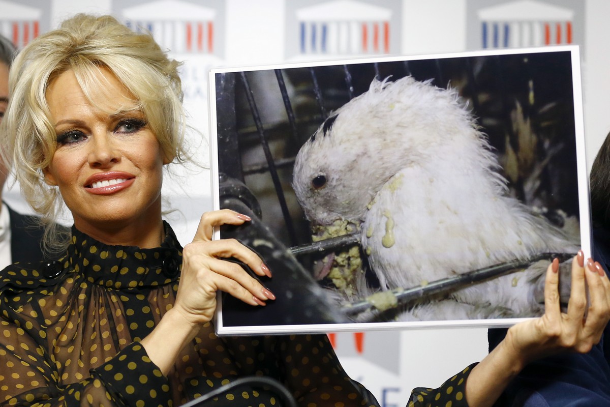 Pamela Anderson, actress and animals rights defender, displays photos during a news conference at the French National Assembly to protest the force-feeding of geese used in the production of foie gras, in Paris, France, Tuesday, Jan. 19, 2016. (AP Photo/Francois Mori)